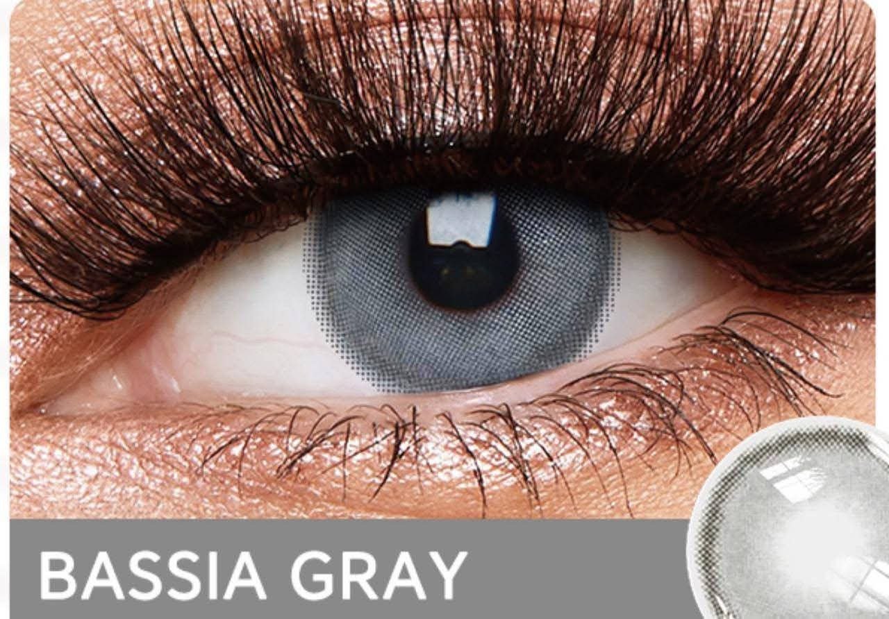 Bassia gray